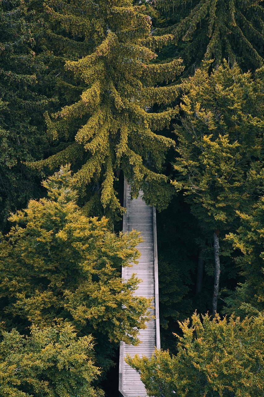 Pathway symbolizing the course journey